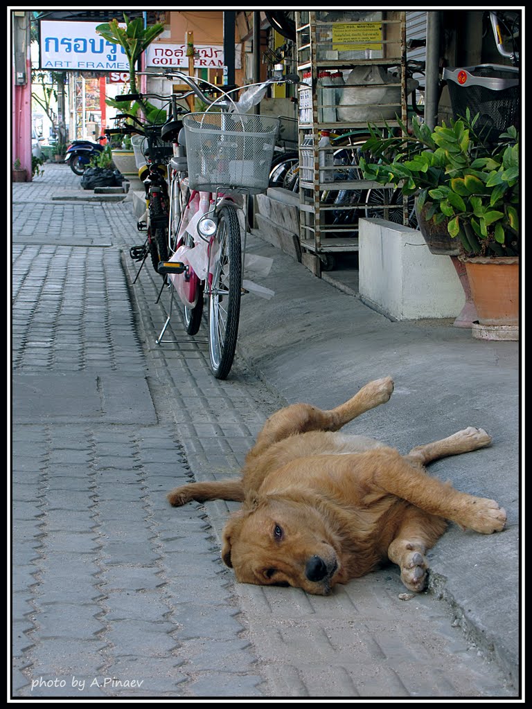 Thai dog by Artem Pinaev