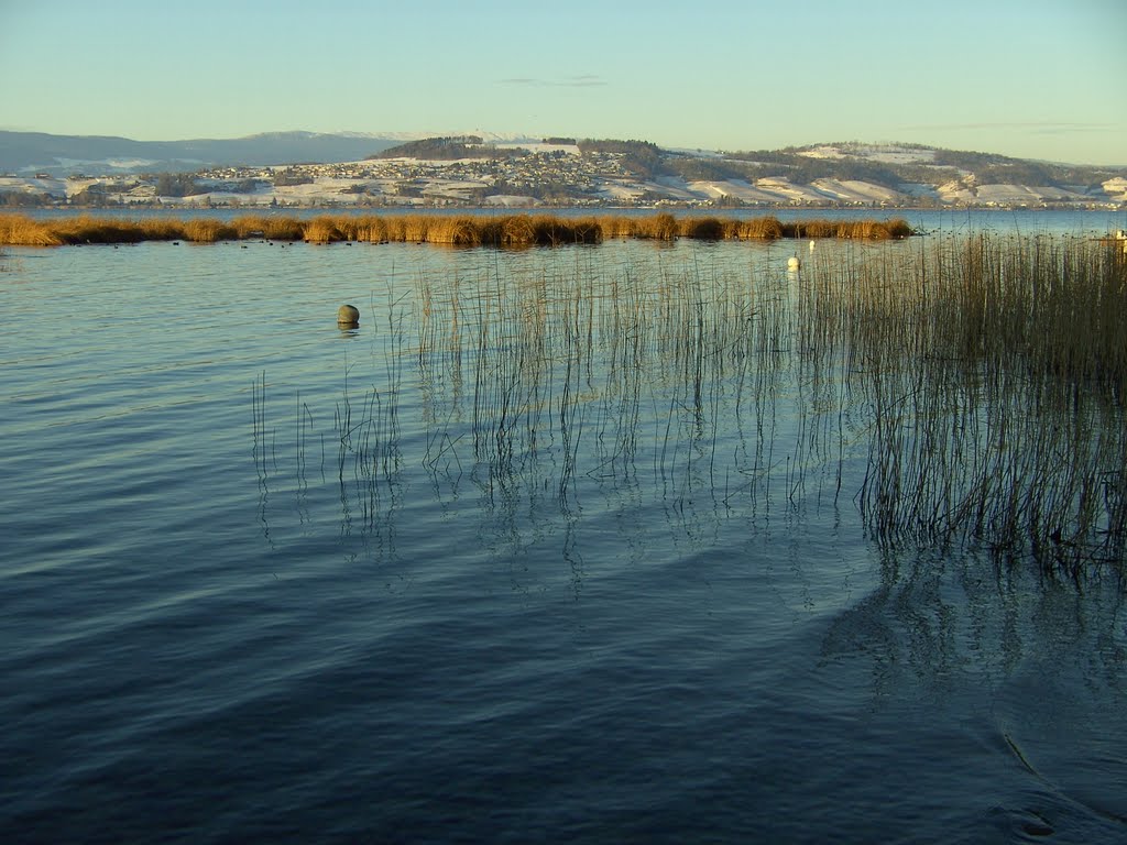 Schilfinsel bei Faoug by Merz_René