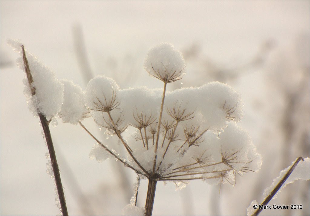 Snowy seed head by Mark Govier