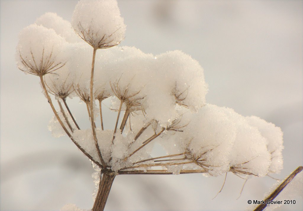 Snowballs and seed-head by Mark Govier