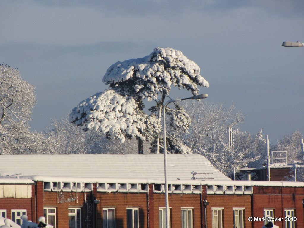 Snowy pines by MarkGovier