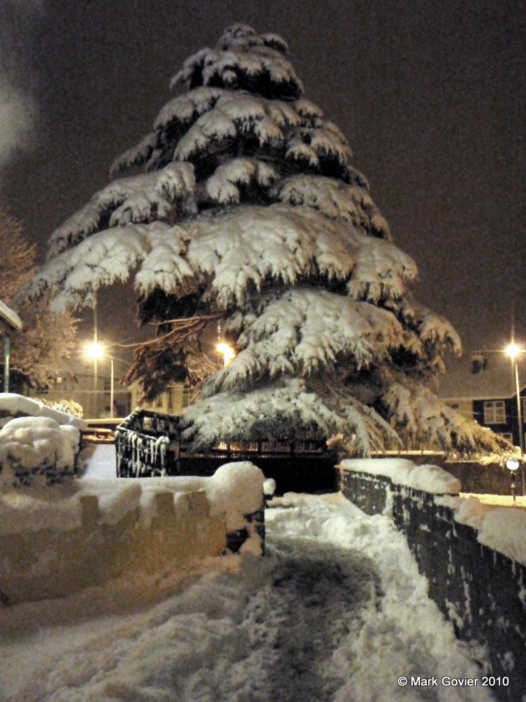 Big tree; lots of snow by MarkGovier