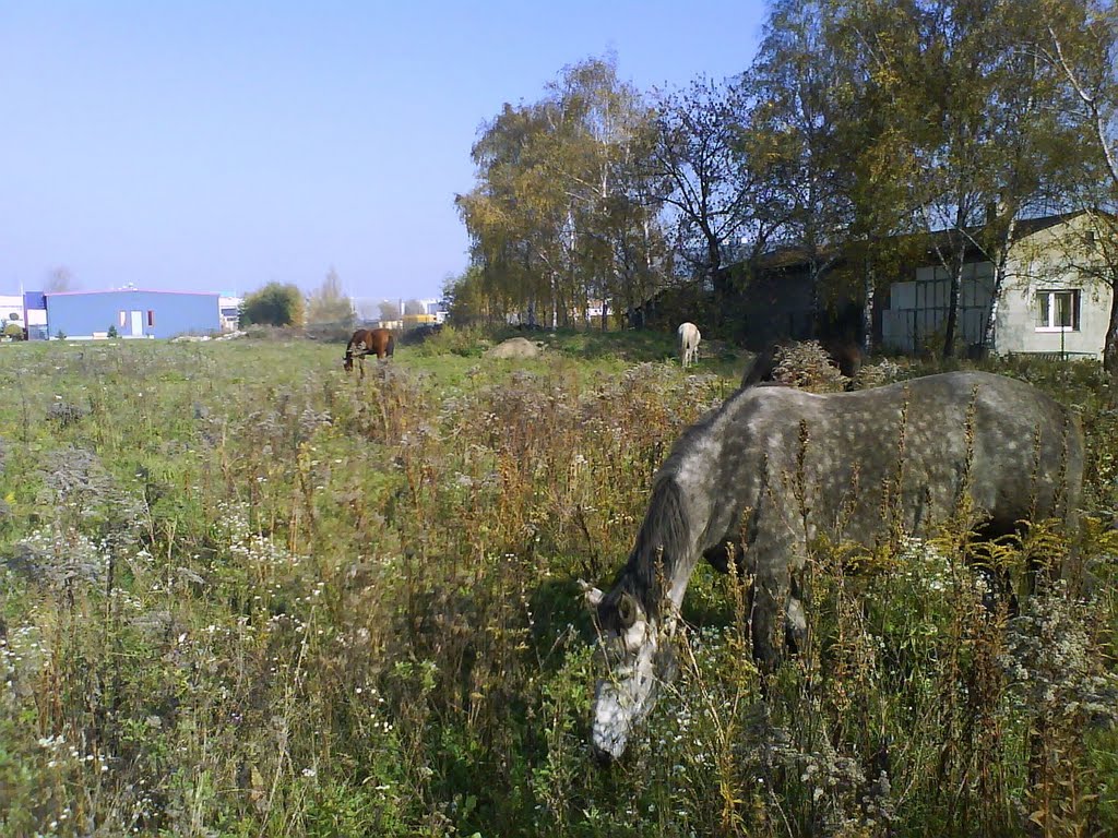 Jb - październik 2008 - konisie by jerzy blauz