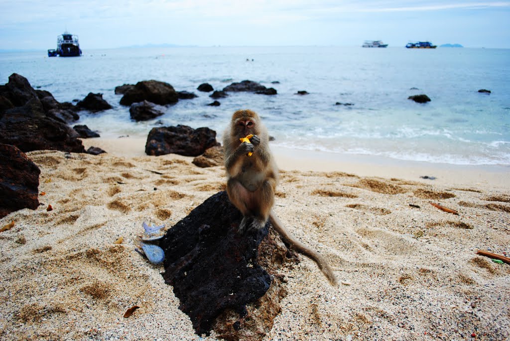 Monkey Beach by DoktorSergio