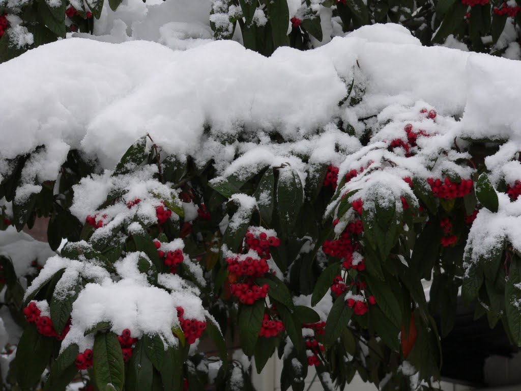 GOUDA bessen en sneeuw by walterskrutser