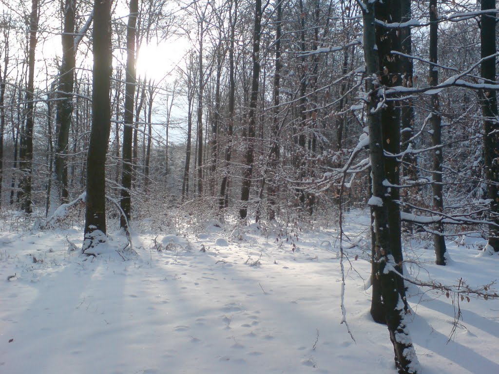 Im Großen Wald by Å