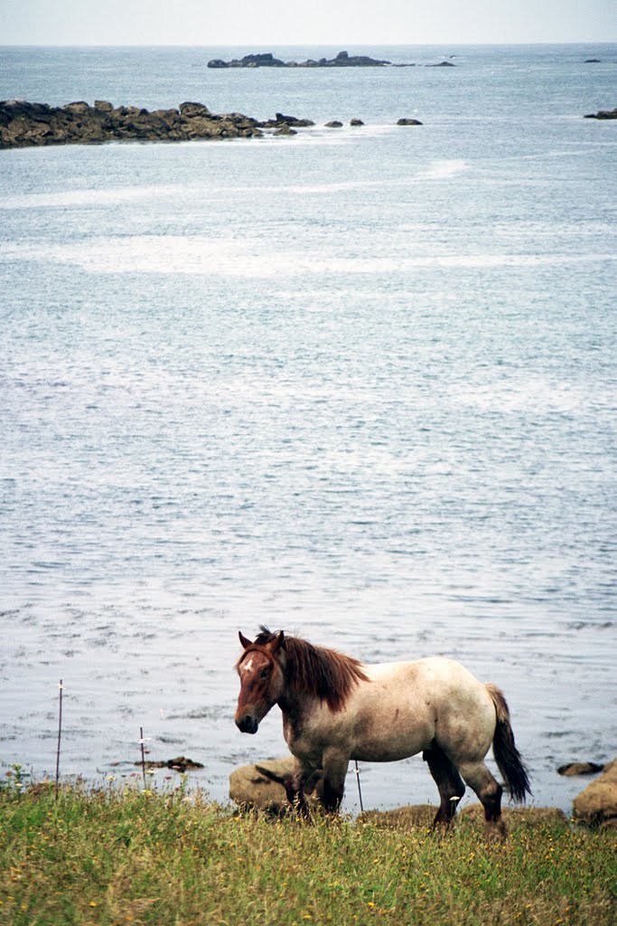 Dunes de Landunvez, cheval breton by Christophe Pluchon