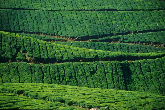 Tea plantation by zebostero