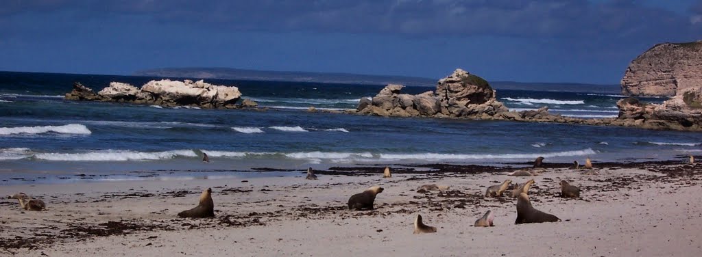 Seals on beach by Dusty the dog