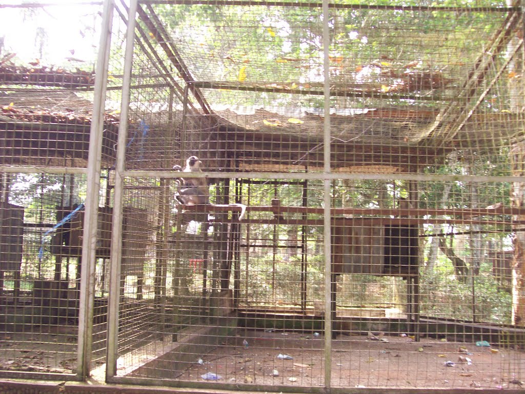 A monkey in the Benin City zoo by michiel.vanderwulp