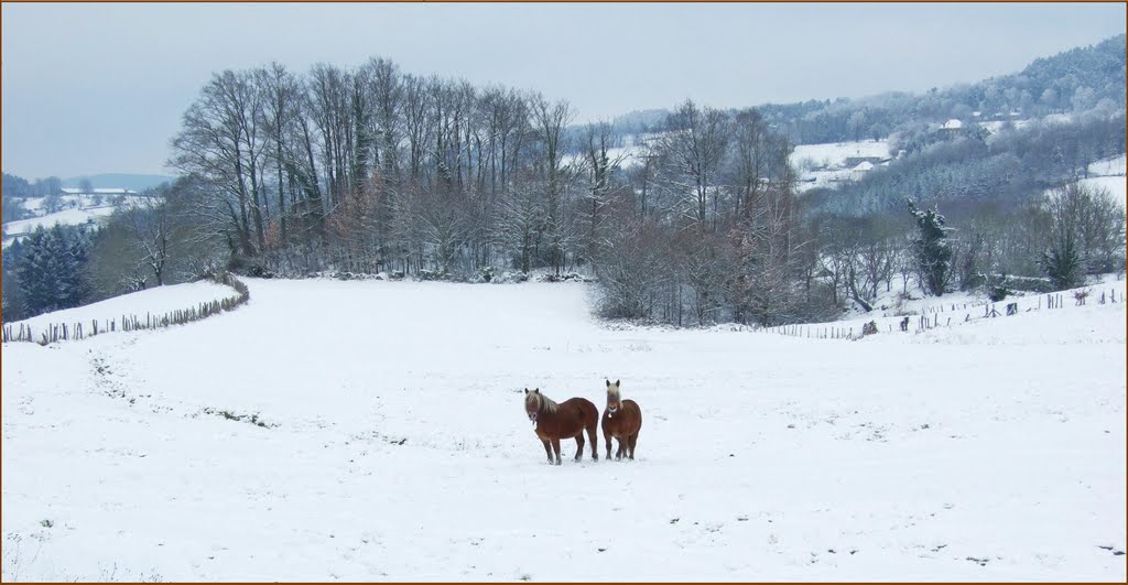 Chevaux à TEYSSIEU - Lot by Pierre Durand