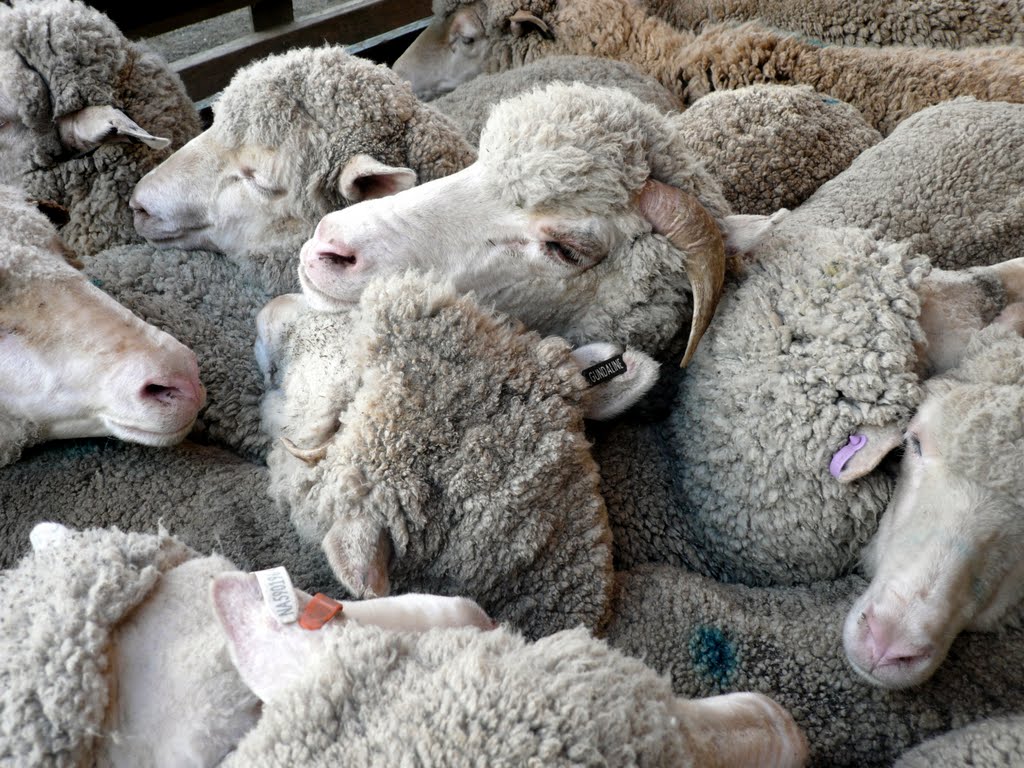 Lone Pine Koala Sanctuary.Brisbane.Sheep. Австралия by Николай Максимович