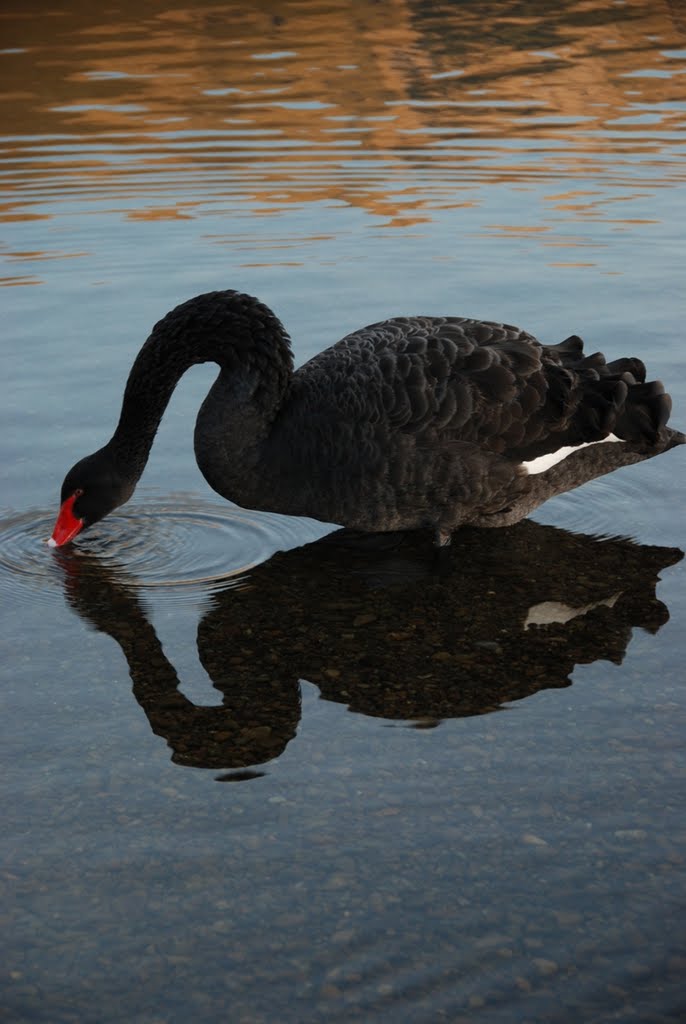 Black Swan in Nelson Lakes National Park by bencarlson56