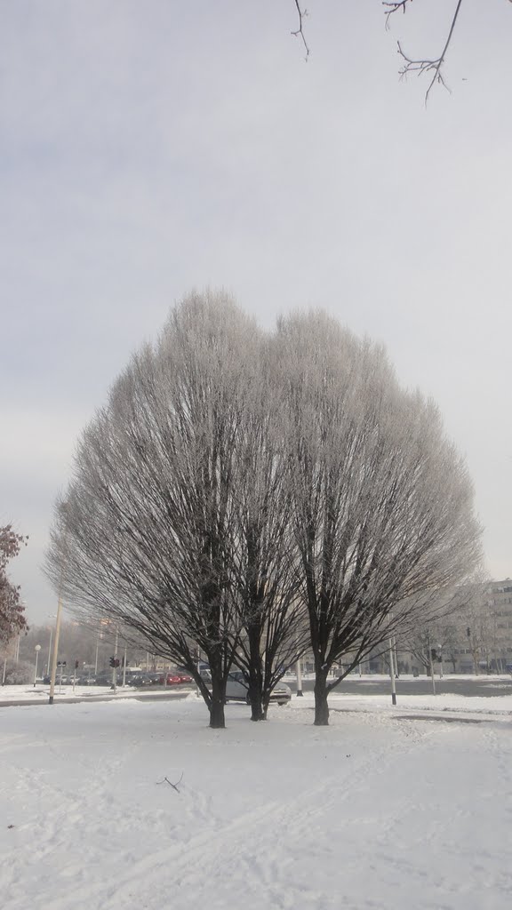 Three trees-winter by dhorvat