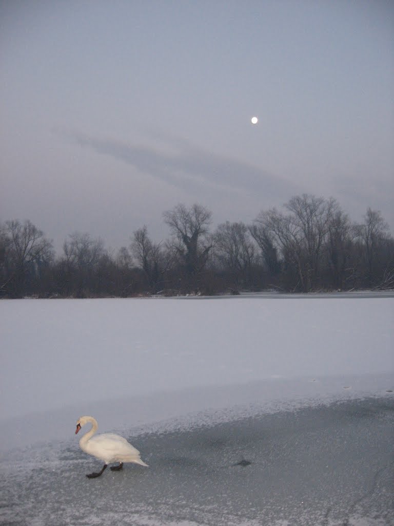 Labud na zamrznutom jezeru - Swan on a frozen lake by Irena Kralj