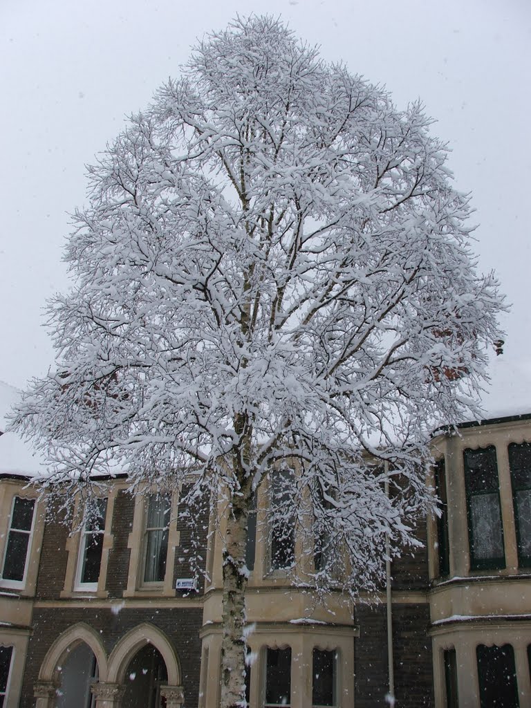 Tree-mendous by Graham Willetts