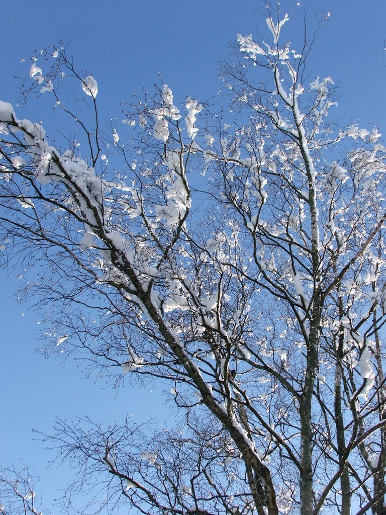 Iced-tree by Graham Willetts