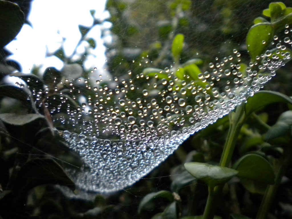 Droplets by lisa coates