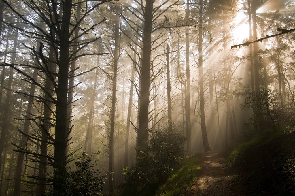 Mt Tamalpais Sunshine & Fog by Adrien Patané