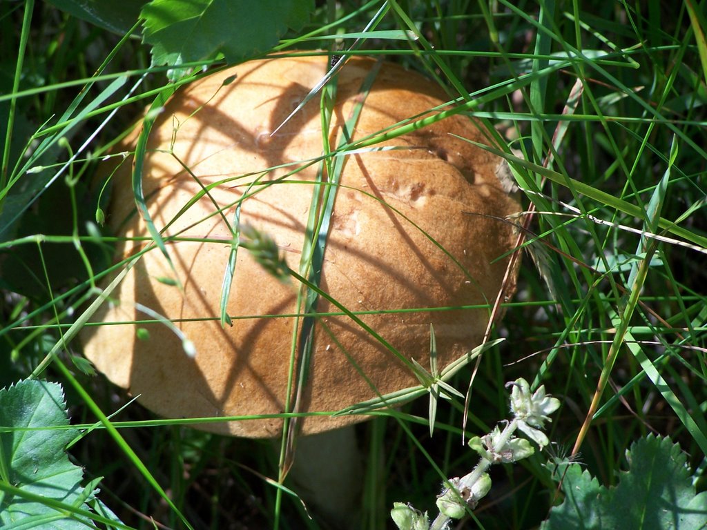 Fungus / Гриб by kornet