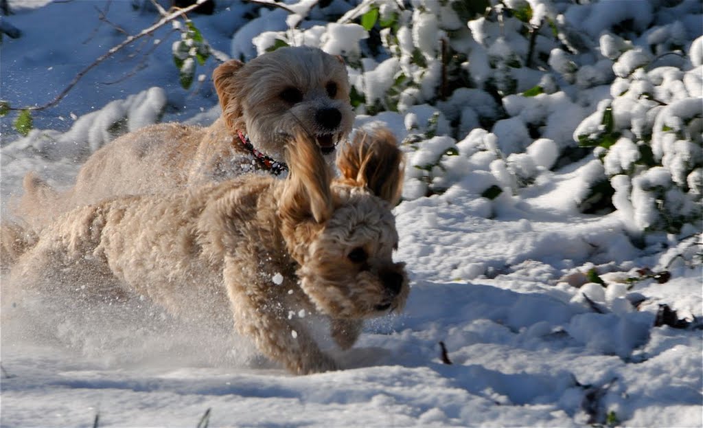 Course dans la neige ! by Flaneuse-92