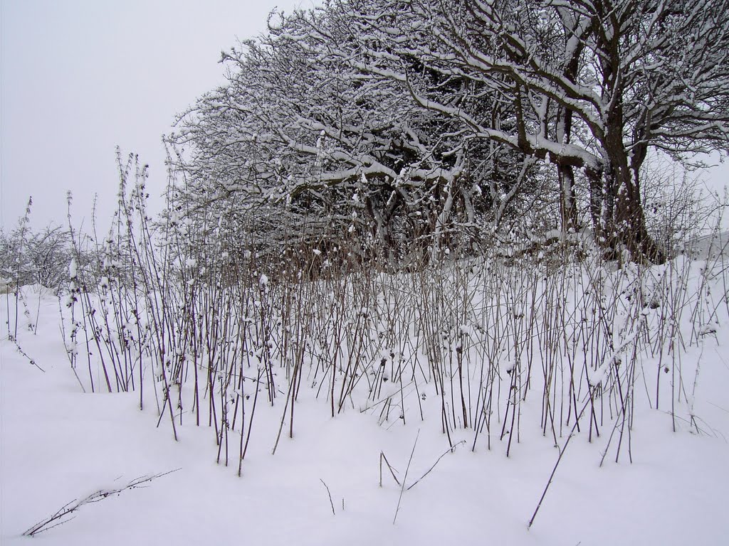 DECEMBER SNOW 2010 by pentaxman