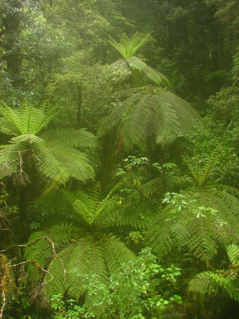 Tree ferns in the mist by Bryan Bell