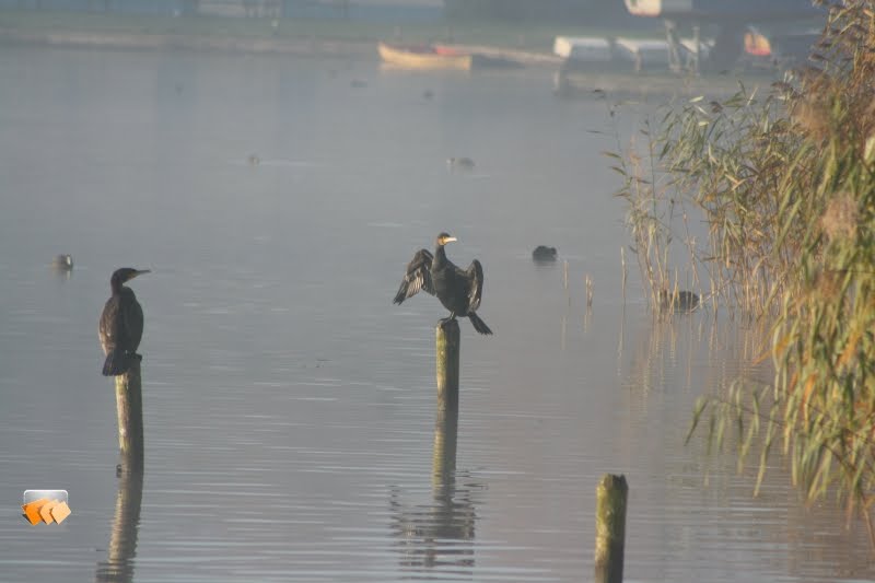 Cormoranes en la niebla by Rosa&Maneesh