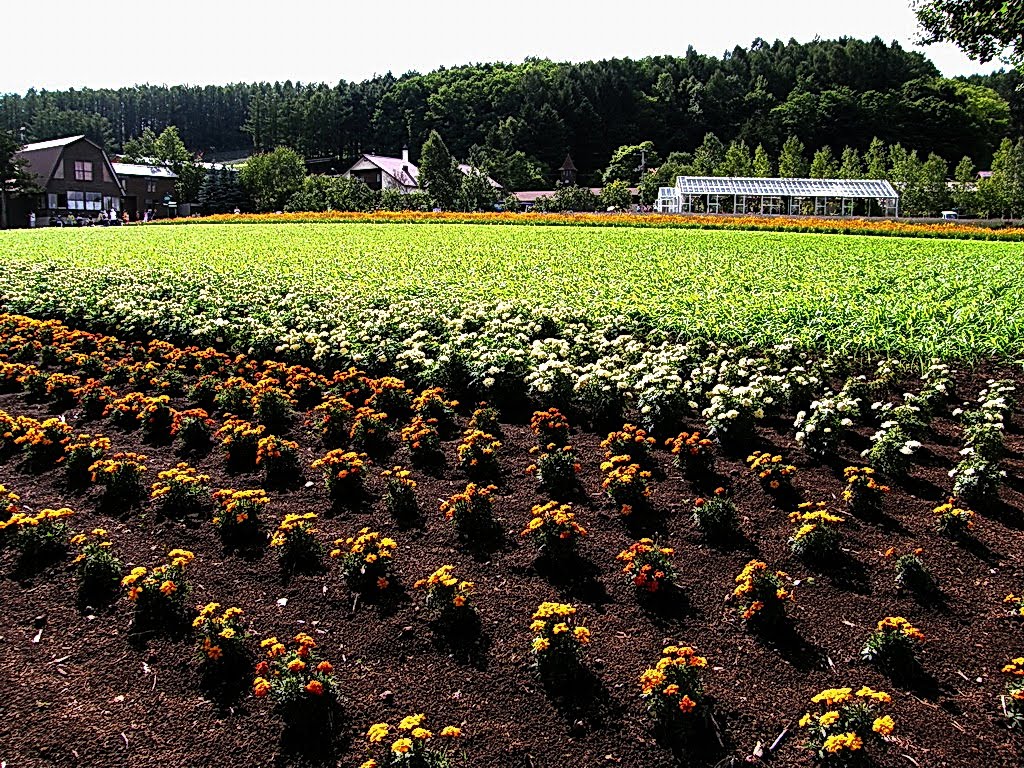 北海道 中富良野 富田農莊 Farm Tomita by Percy Tai  漆園童