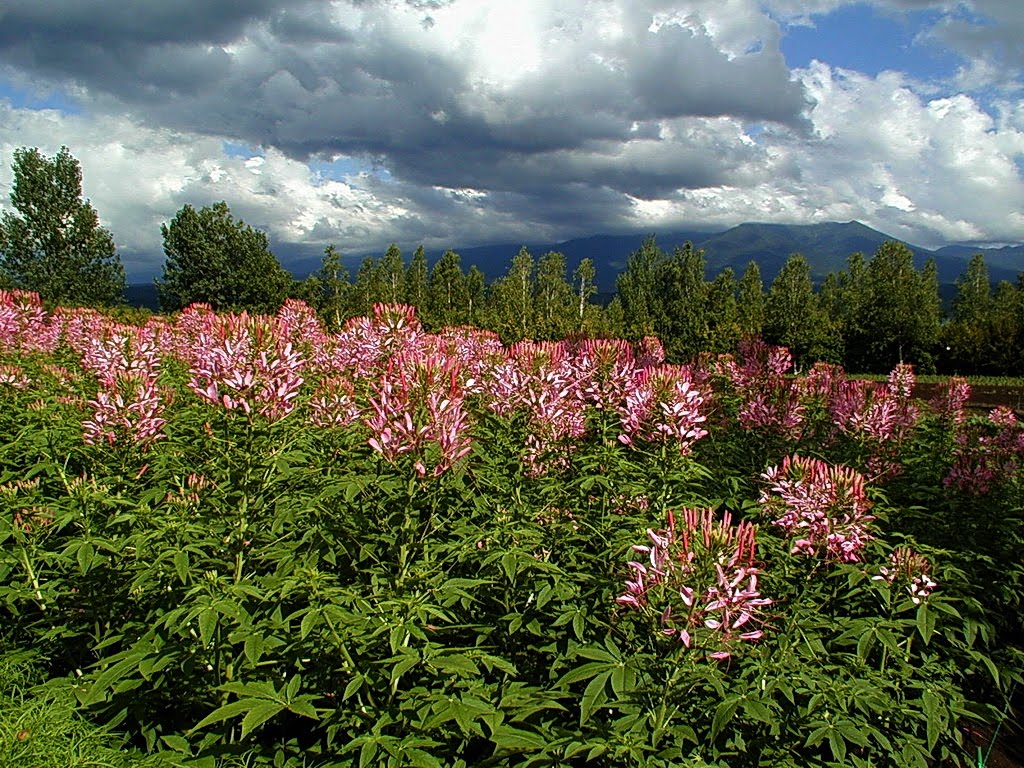 北海道 中富良野 富田農莊 Farm Tomita by Percy Tai  漆園童