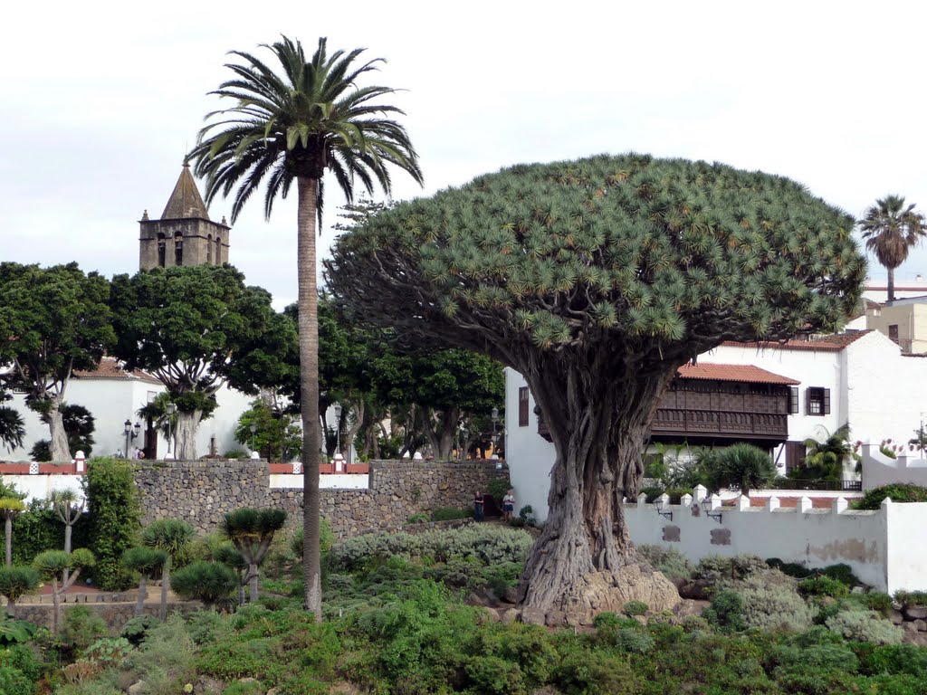 Dragon tree by André en Anne-Marie