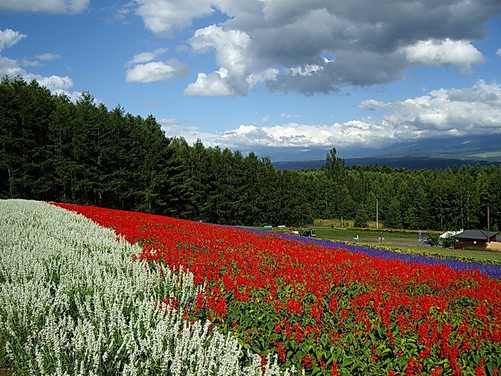 北海道 中富良野 彩香之里 by Percy Tai  漆園童