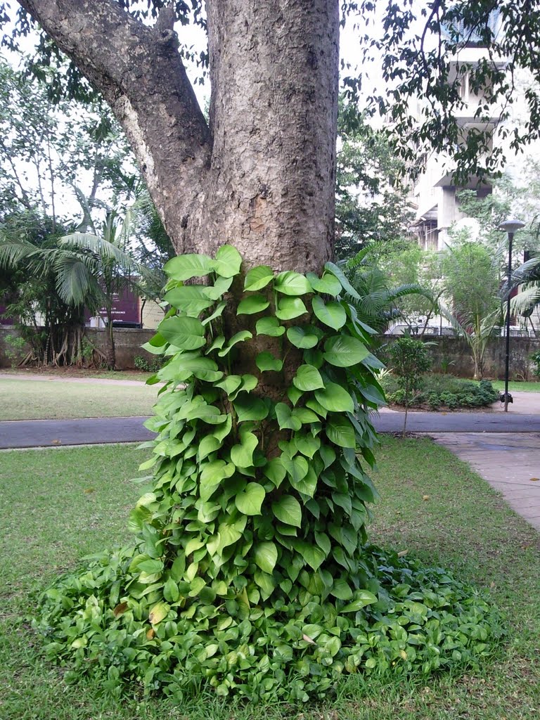 Tree at L.T.Park by Amol Rathod