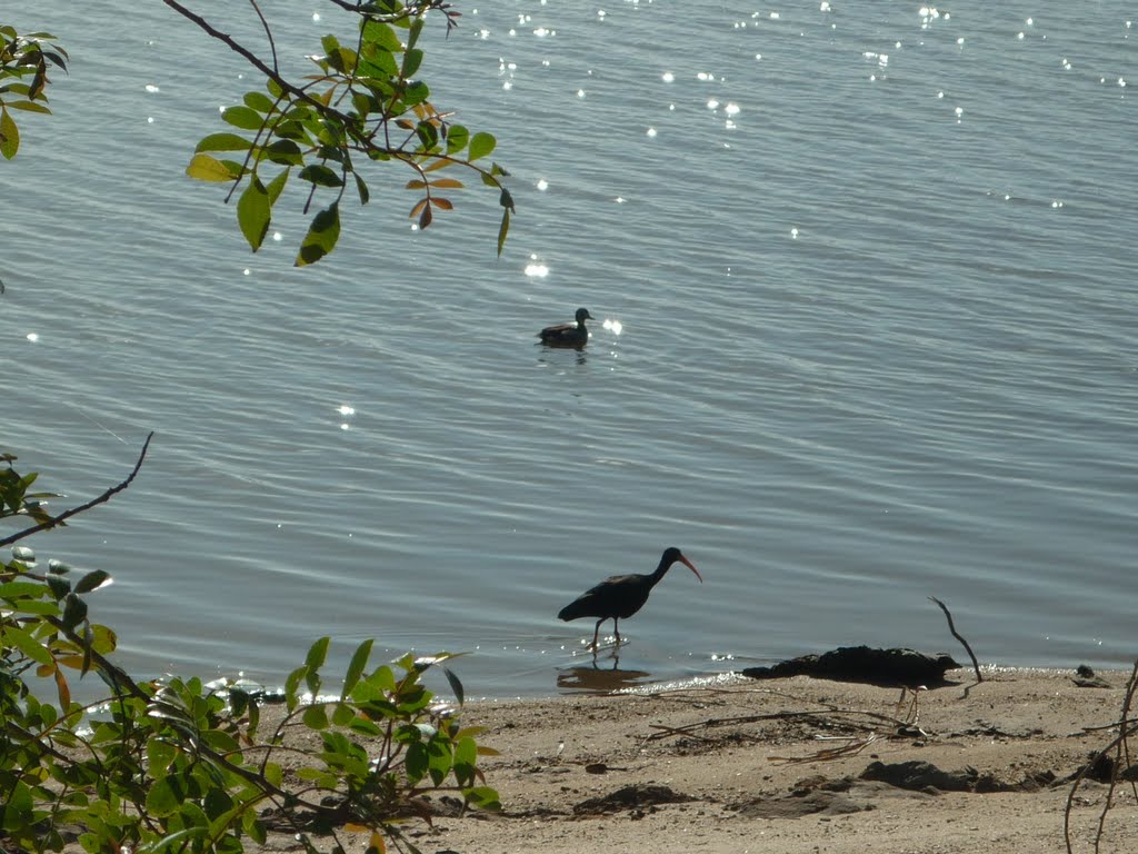 Aves na Barragem de Santa Bárbara - Pelotas/RS by Sílvia Schumacher