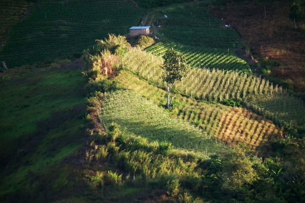 Vegetable Farm in Kundasang by clone_alien