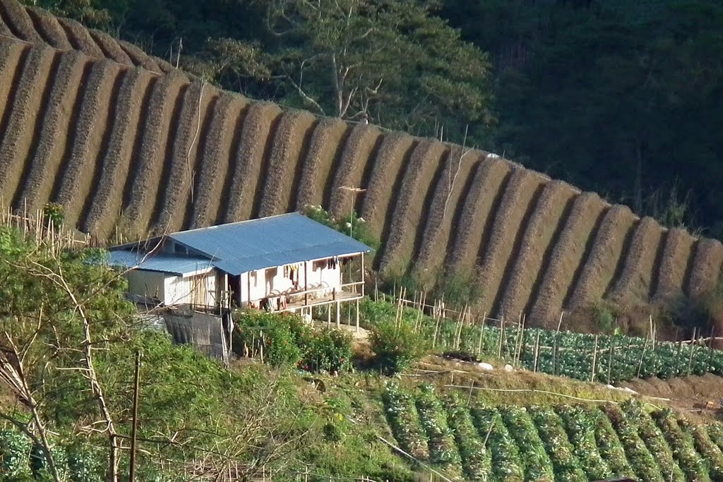 Vegetable Farm, Kundasang by clone_alien