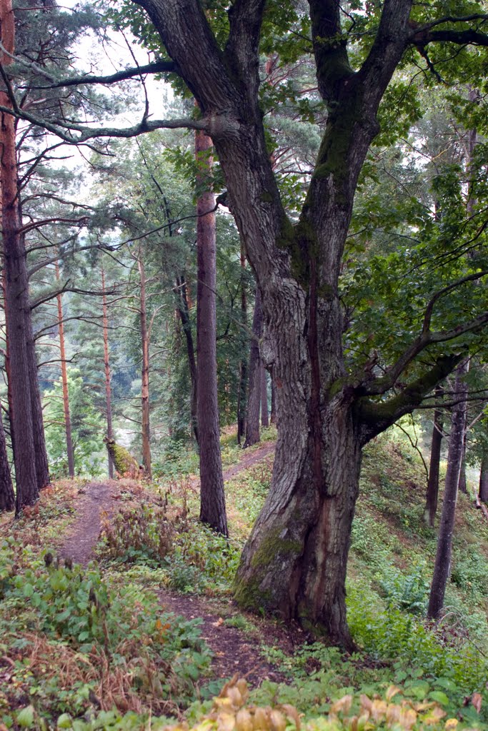 Naujosios Rėvos mound by rimas