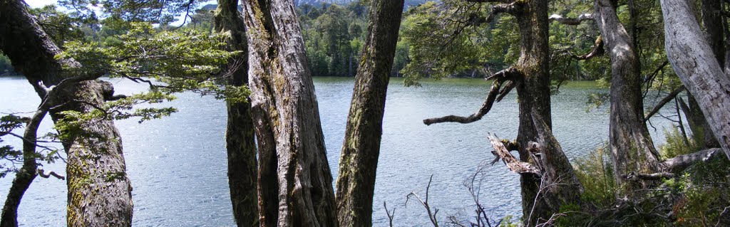 Laguna Captrén, P.N. Conguillio. by Carla Cristina Fuent…