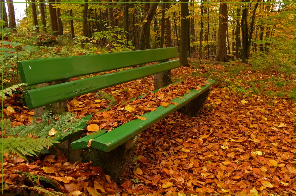 Bank im Wald-Bench by WiWi