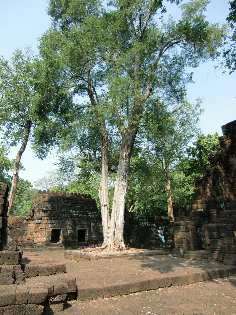 Muang Sing Historical Park : Monument 1 >Tree by Inazuma