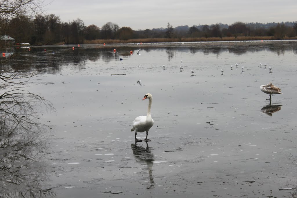 Rickmonsworth lake uk. by james t may