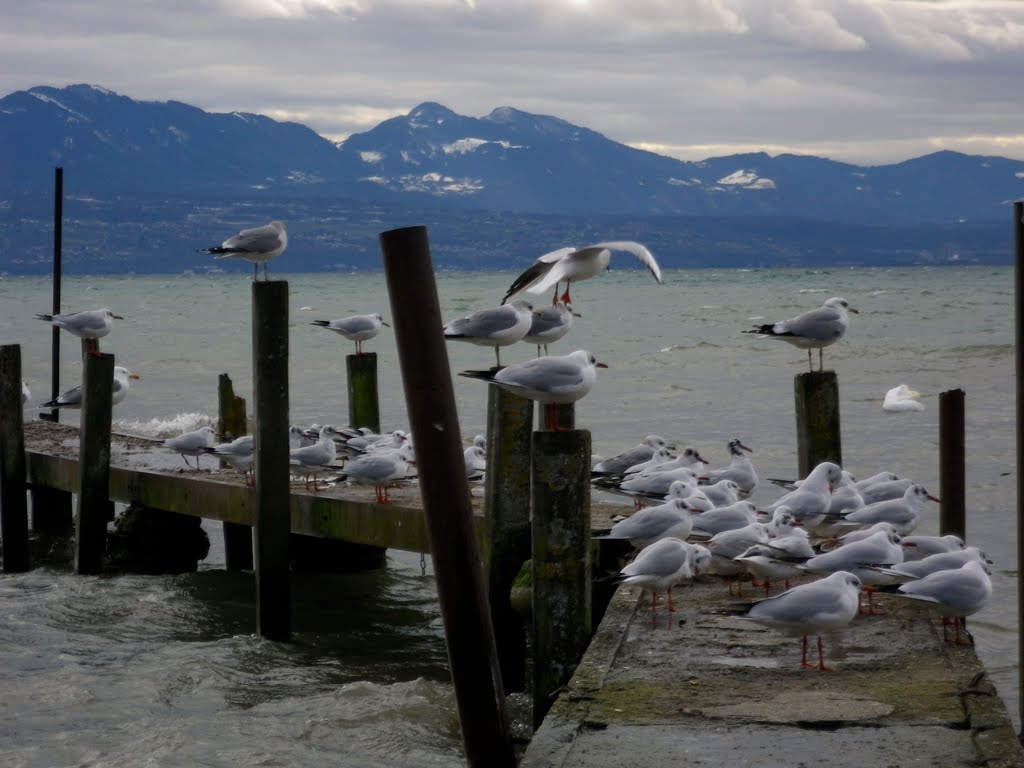 Seagulls by Sam Nabi