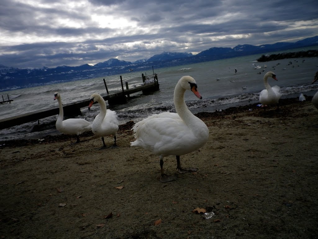 Swans by Sam Nabi