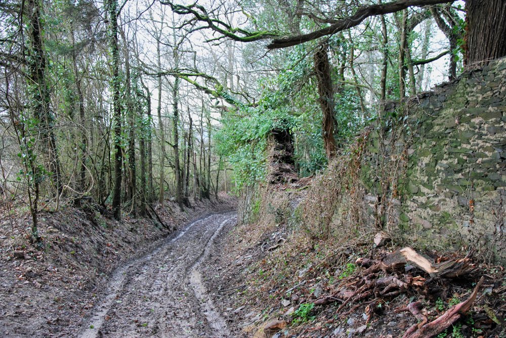 Chemin des Chuchardières- Saint-Jean-des-Mauvrets (49) Maine et Loire - Pays de la Loire // 144.42 - 193 by Gilles Raimbault