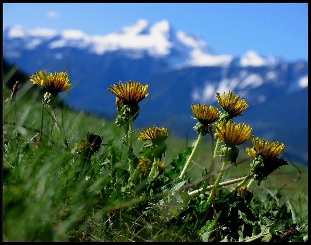 Revelstoke by Kristien Rogister