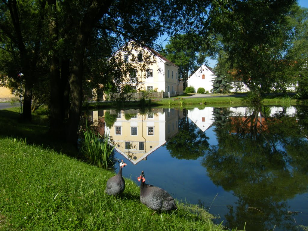 Na, Herr Hahn, wie schaut´s denn aus mit Schwimmen im Teich von Rohr ?? - Nový Drahov by ReinhardKlenke