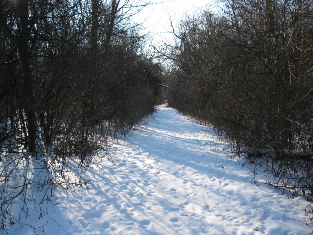 Bachelors Grove path by itsourplacenow