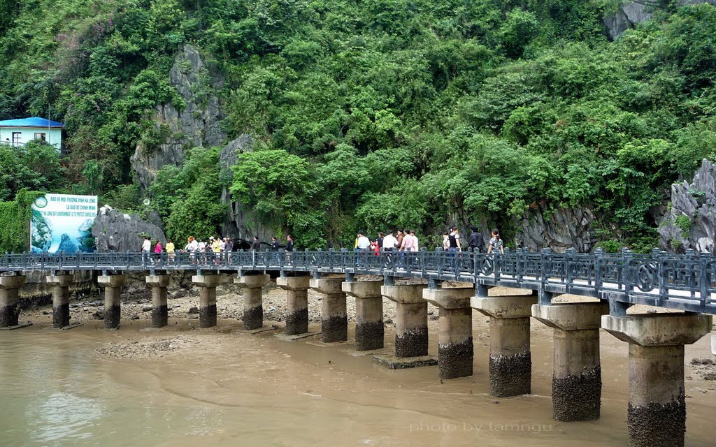 Cầu dẫn hang Đầu Gỗ. by ngu tam