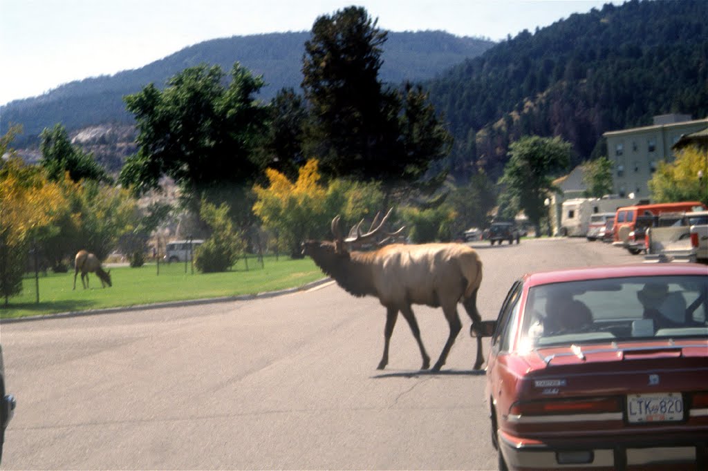 Wapiti in Mammoth-City, Yellostone N.P., Sept. 1993. by gueni07735