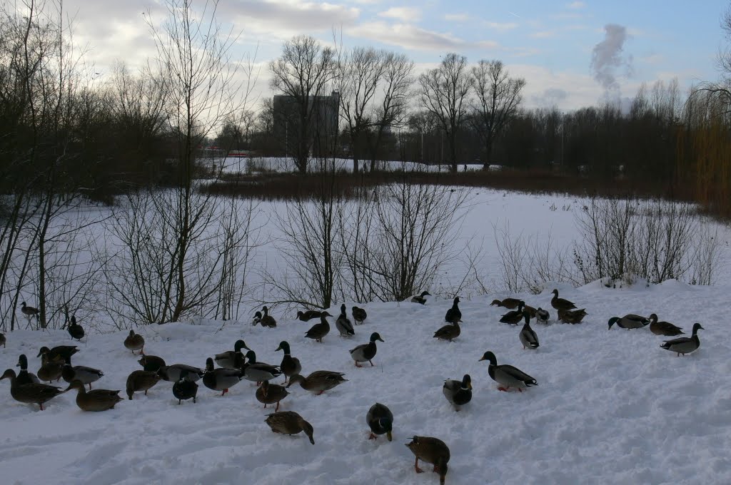 Parkvijver bevroren, 2009 by geertvds